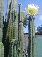 Trichocereeae