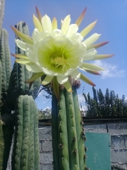 Trichocereeae