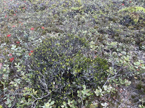Wikstroemia oahuensis observed 2025-09-04