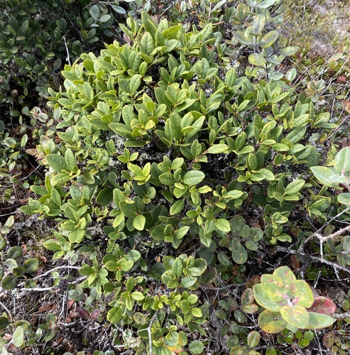 Wikstroemia oahuensis observed 2025-09-04