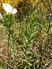 Linum monogynum