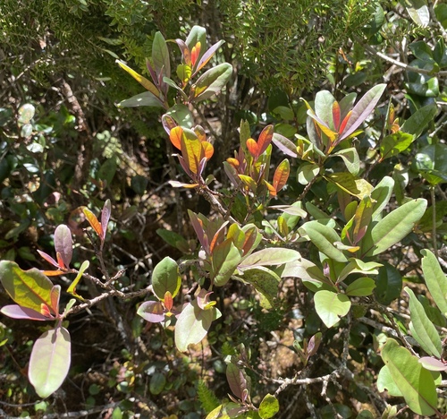 Santalum freycinetianum observed 2025-09-04