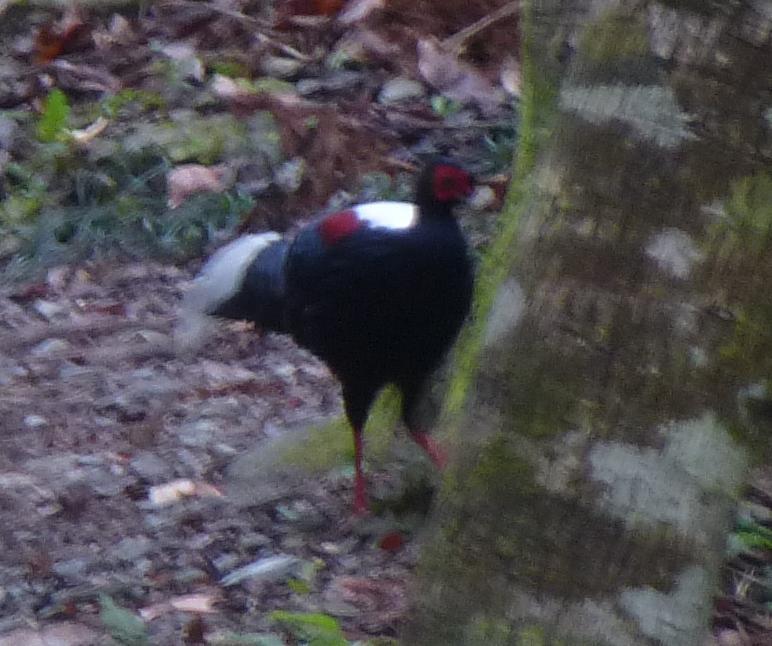 Swinhoe's Pheasant