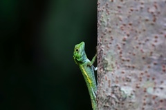 Diploderma polygonatum polygonatum