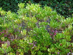 Iberis semperflorens