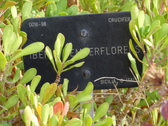 Iberis semperflorens