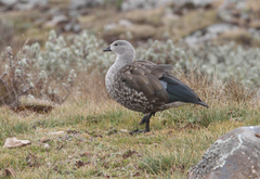 Cyanochen cyanoptera