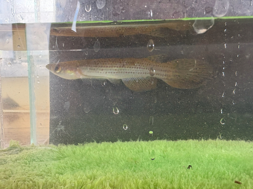 Hellner's pearlfish (Moema hellneri) — Rivulidae