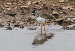 Vanellus melanocephalus