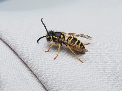 Eastern yellowjacket