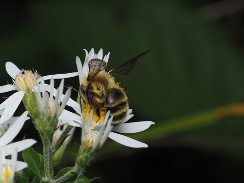 Hairy-banded Mining Bee photo 5