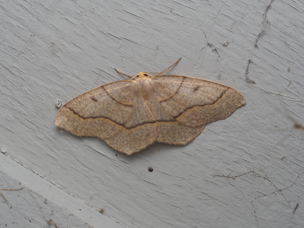 Hemlock Looper Moth