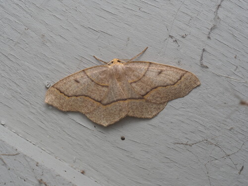 Hemlock Looper Moth