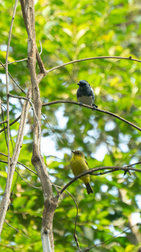 White-bellied Tanager (Tangara brasiliensis), photo 10