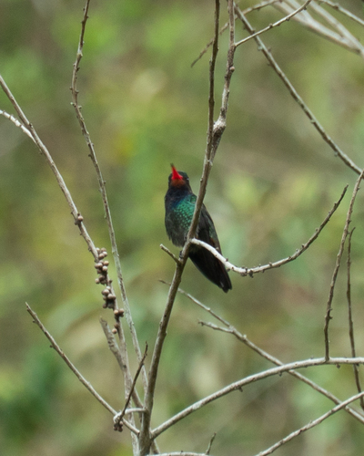 Rufous-throated Sapphire (Hylocharis sapphirina)