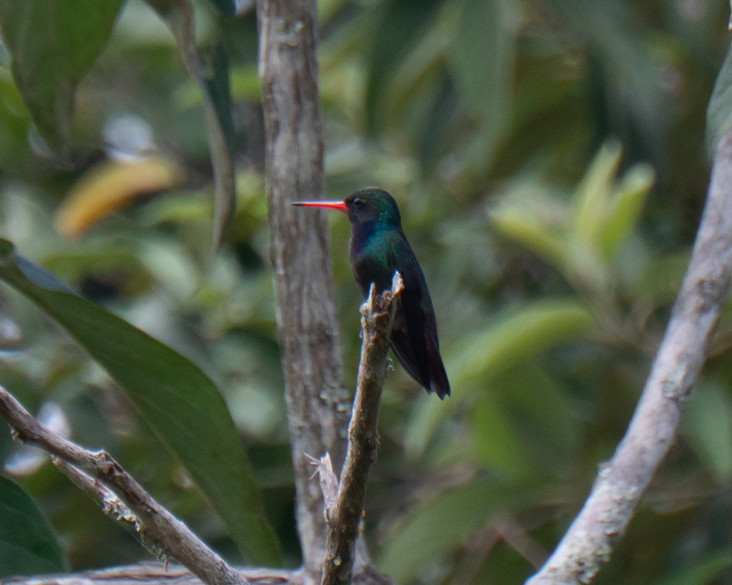 Rufous-throated Sapphire (Hylocharis sapphirina), photo 2