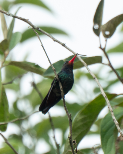 Rufous-throated Sapphire (Hylocharis sapphirina), photo 10