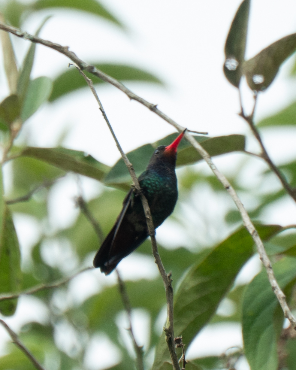 Rufous-throated Sapphire (Hylocharis sapphirina), photo 3