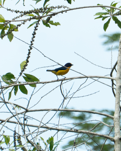 Violaceous Euphonia (Euphonia violacea), photo 10