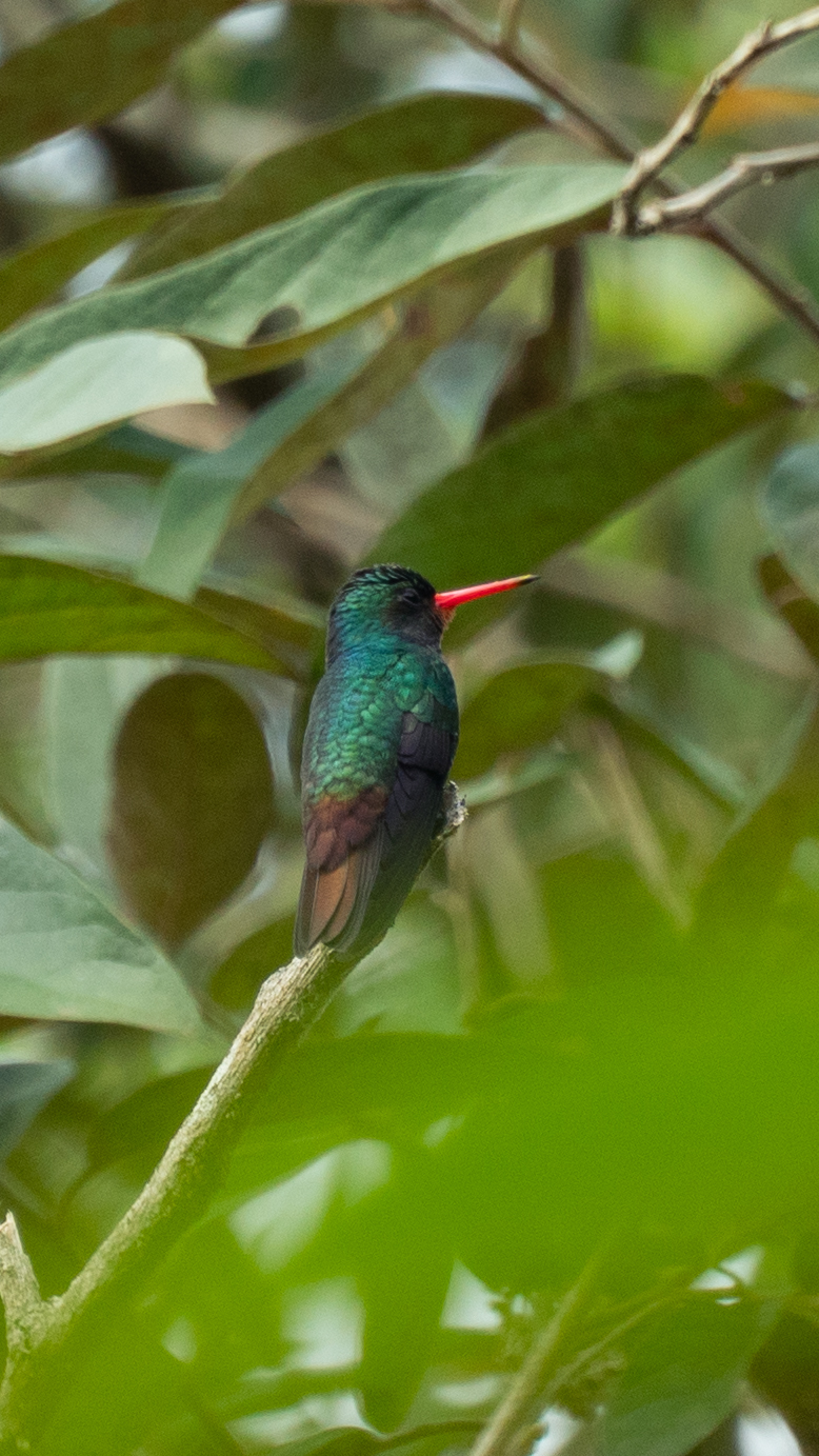 Rufous-throated Sapphire (Hylocharis sapphirina), photo 4