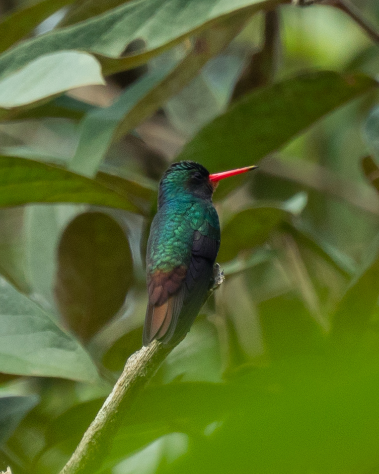 Rufous-throated Sapphire (Hylocharis sapphirina), photo 5