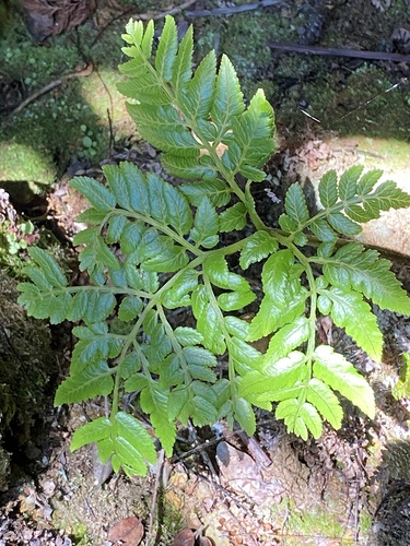 Marattia douglasii observed 2025-09-04