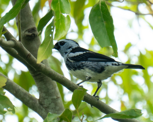 White-bellied Tanager (Tangara brasiliensis), photo 3