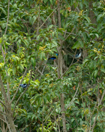 White-bellied Tanager (Tangara brasiliensis), photo 4