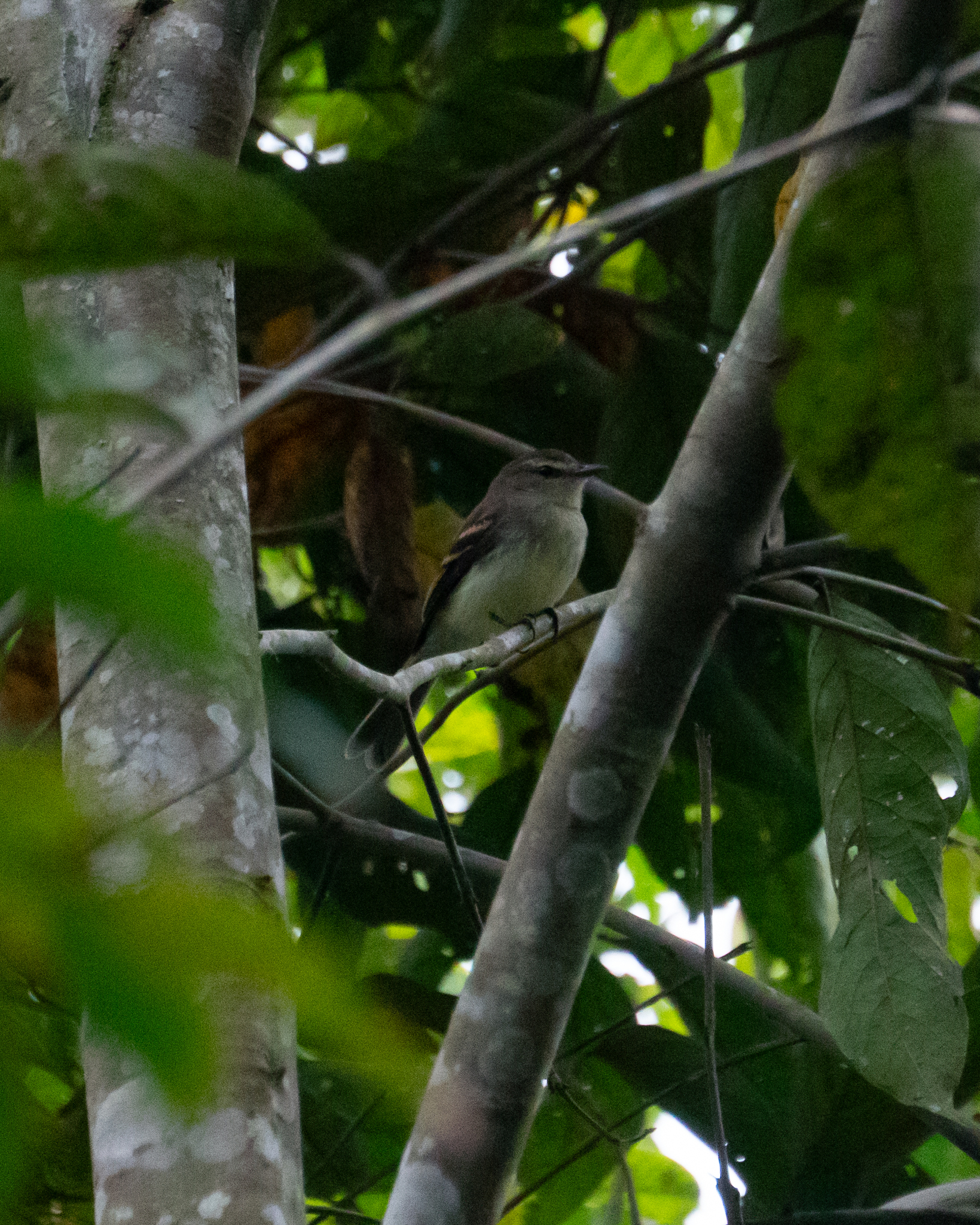 Fuscous Flycatcher illustration