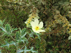 Argemone subfusiformis