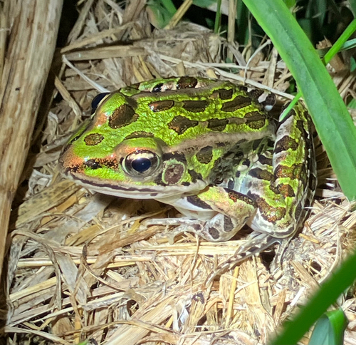 Northern Leopard Frog photographed in New York