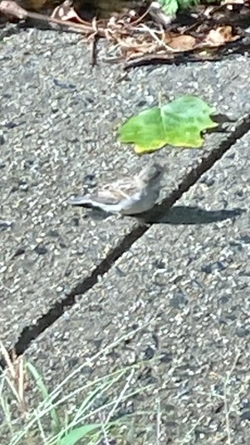 House Sparrow