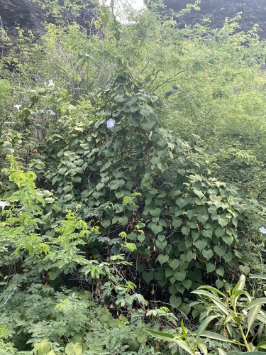 Ipomoea indica observed 2025-09-05