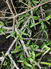 Melicytus flexuosus