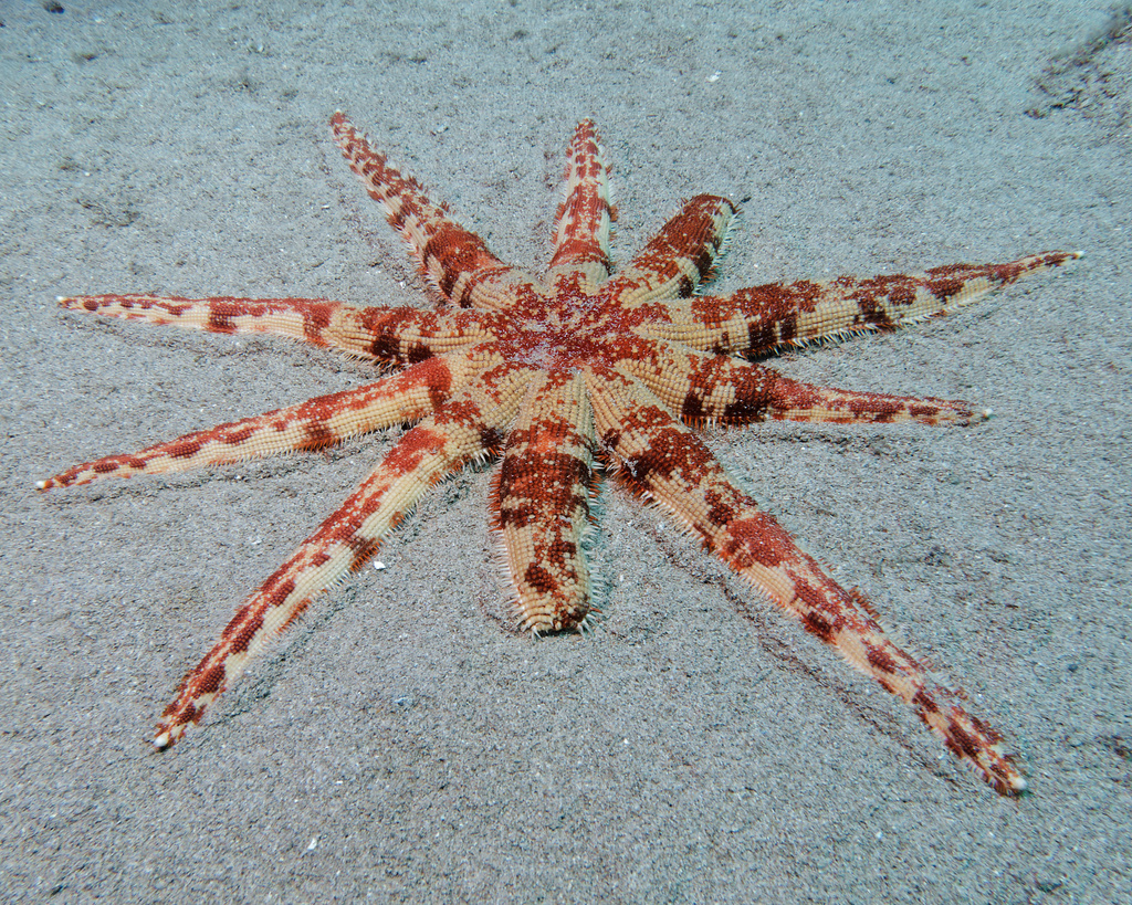 Magnificent Sea Star