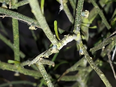 Melicytus flexuosus