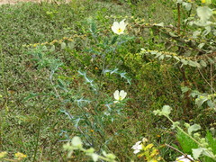 Argemone subfusiformis