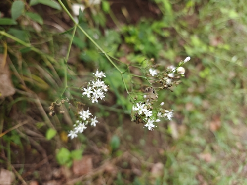 Oldham's baby's-breath (Gypsophila oldhamiana)