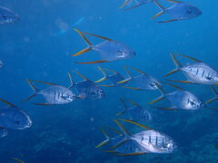 Gafftopsail Pompano photo 4