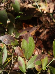 Vaccinium tenellum