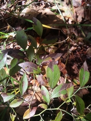 Vaccinium tenellum
