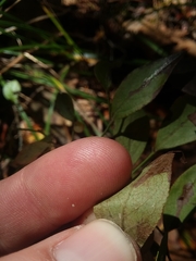 Vaccinium tenellum