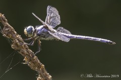 Libellula vibrans