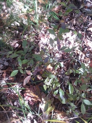 Vaccinium tenellum