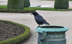 Corvus corone