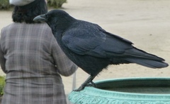 Corvus corone