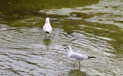 Chroicocephalus ridibundus