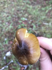 Tricholoma sejunctum