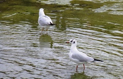 Chroicocephalus ridibundus