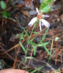Symphyotrichum simmondsii